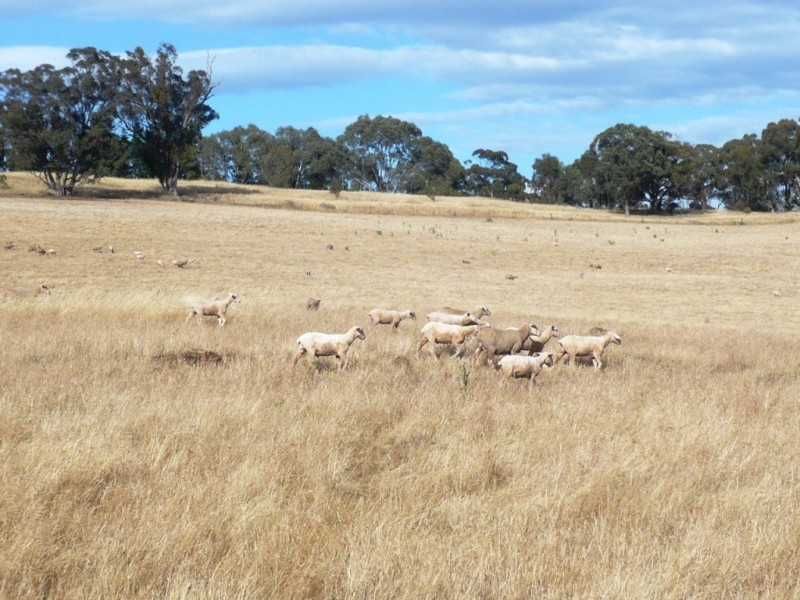 * 112ha Linden Hills 277acs, Wirrabara SA 5481