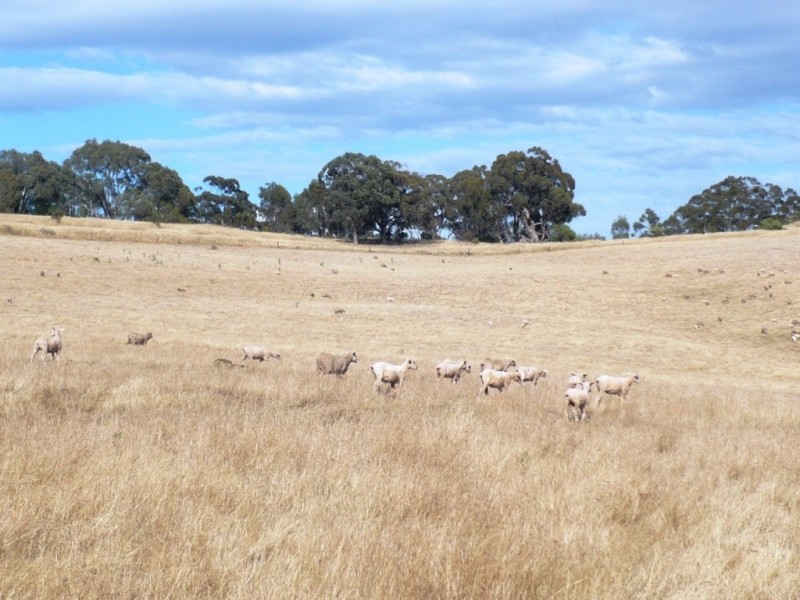 * 112ha Linden Hills 277acs, Wirrabara SA 5481