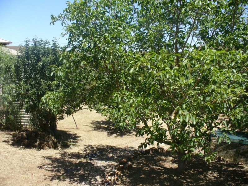 6 View Street, Burra SA 5417