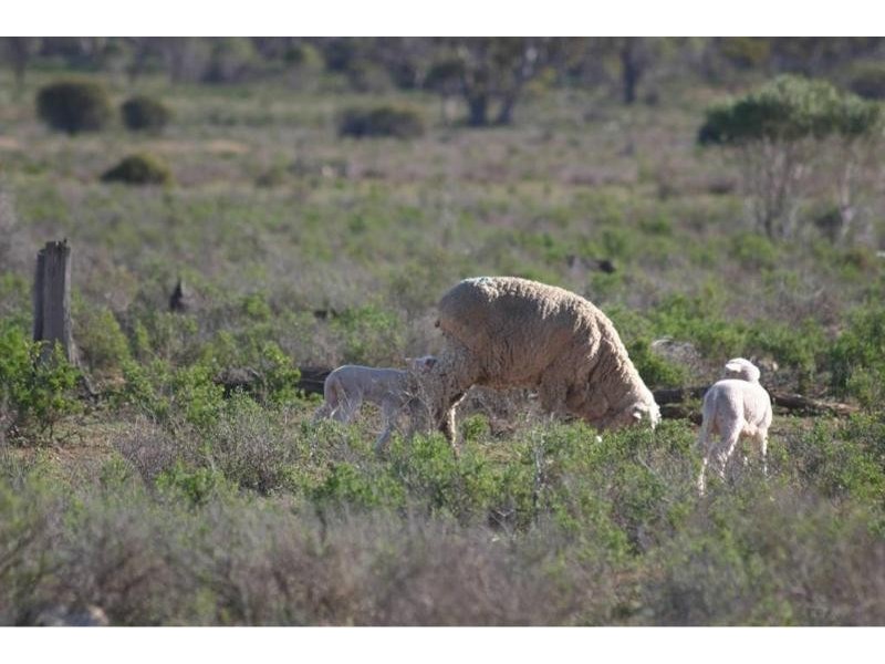 * 9932.5ha “Haylands West”, Morgan SA 5320