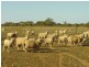 * 9932.5ha “Haylands West”, Morgan SA 5320