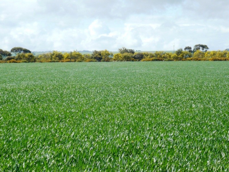 * 117.2ha Hart 289.66acs, Hart SA 5464