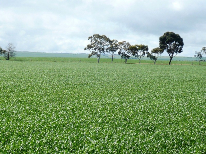 * 117.2ha Hart 289.66acs, Hart SA 5464