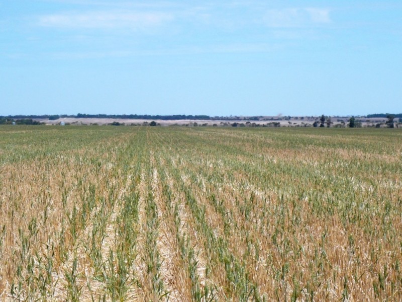 * 113.3ha Section 10  280acs, Maitland SA 5573