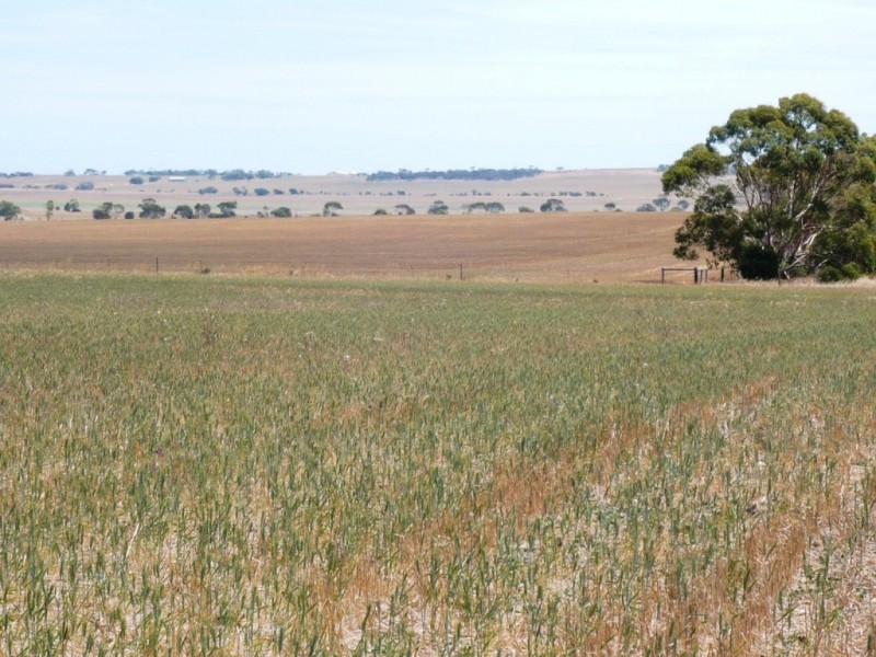 * 113.3ha Section 10  280acs, Maitland SA 5573