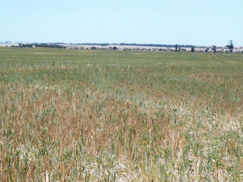 * 113.3ha Section 10  280acs, Maitland SA 5573