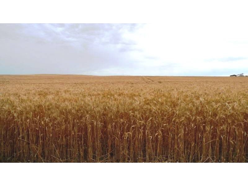 * 173.9ha Reddings-Mt Rat” 429.79acs, Wauraltee SA 5573