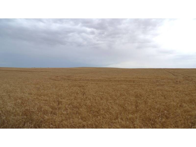 * 173.9ha Reddings-Mt Rat” 429.79acs, Wauraltee SA 5573