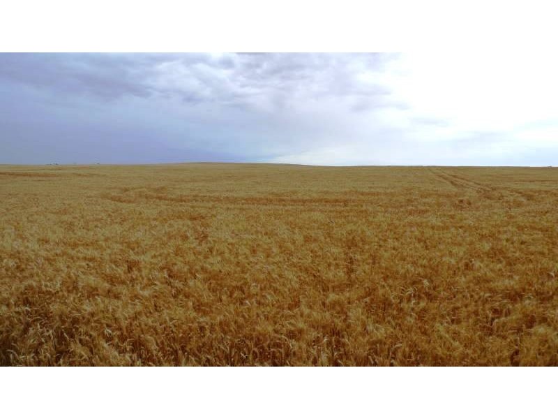 * 173.9ha Reddings-Mt Rat” 429.79acs, Wauraltee SA 5573