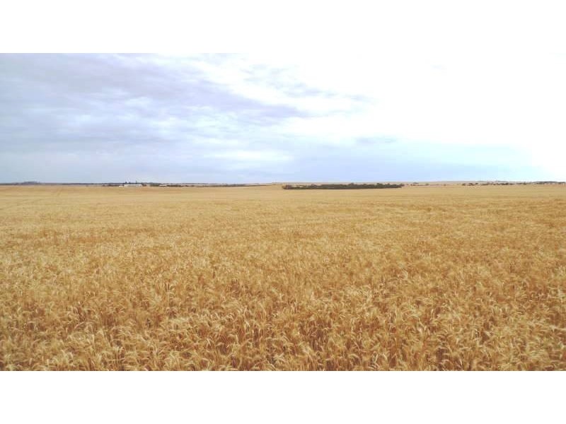 * 173.9ha Reddings-Mt Rat” 429.79acs, Wauraltee SA 5573