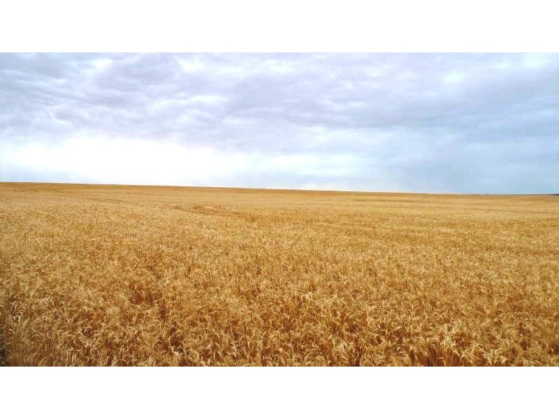 * 173.9ha Reddings-Mt Rat” 429.79acs, Wauraltee SA 5573