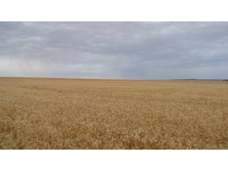 * 173.9ha Reddings-Mt Rat” 429.79acs, Wauraltee SA 5573