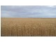 * 173.9ha Reddings-Mt Rat” 429.79acs, Wauraltee SA 5573