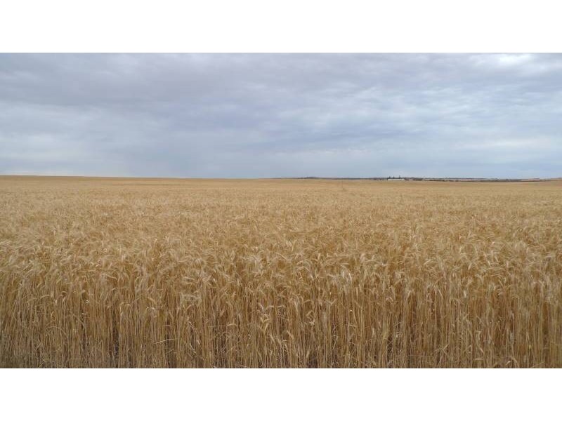 * 173.9ha Reddings-Mt Rat” 429.79acs, Wauraltee SA 5573