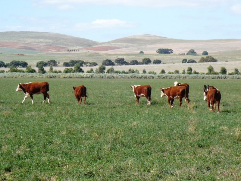 * 286.3ha The Barn 707.59acs, Hill River SA 5453