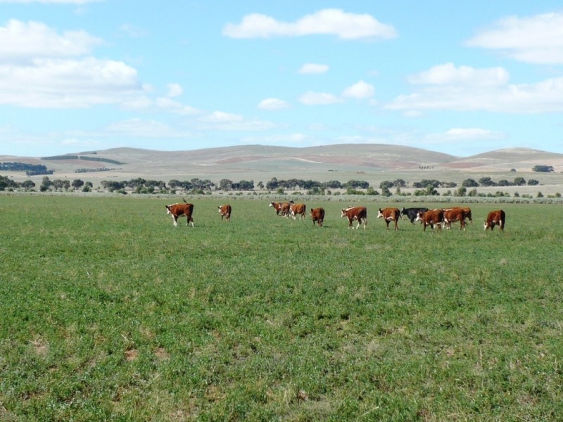 * 286.3ha The Barn 707.59acs, Hill River SA 5453