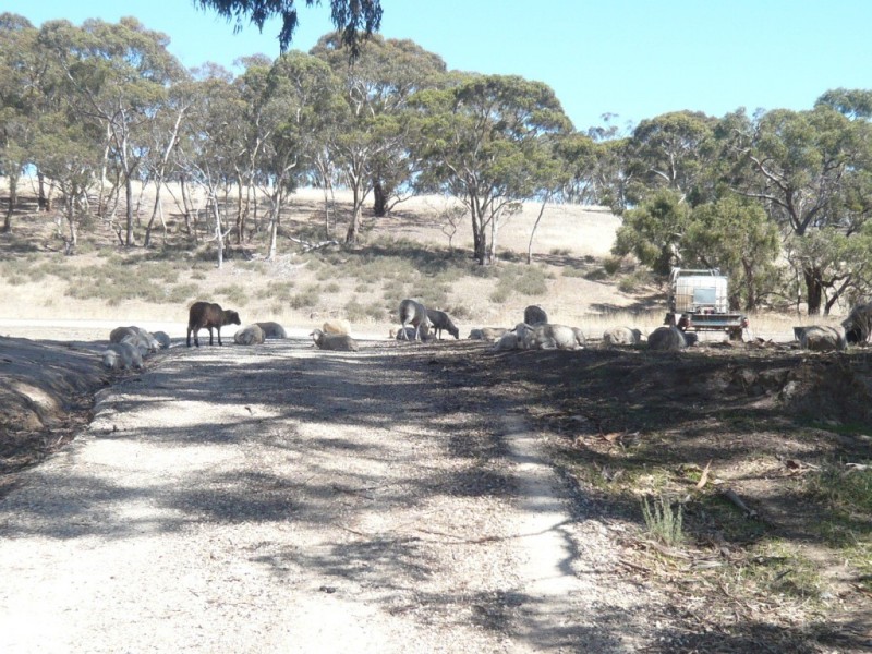 * 12.74ha Rosella Ranch 31.48acs, Clare SA 5453