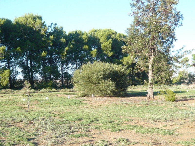 * 36.34ha Stringvale 90acs, Koolunga SA 5464