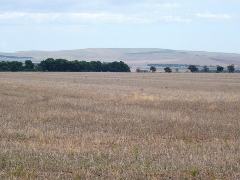 * 36.34ha Stringvale 90acs, Koolunga SA 5464
