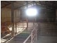 * 36.34ha Stringvale 90acs, Koolunga SA 5464