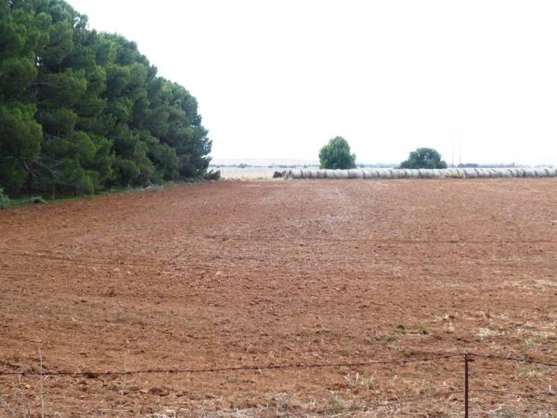 * 36.34ha Stringvale 90acs, Koolunga SA 5464
