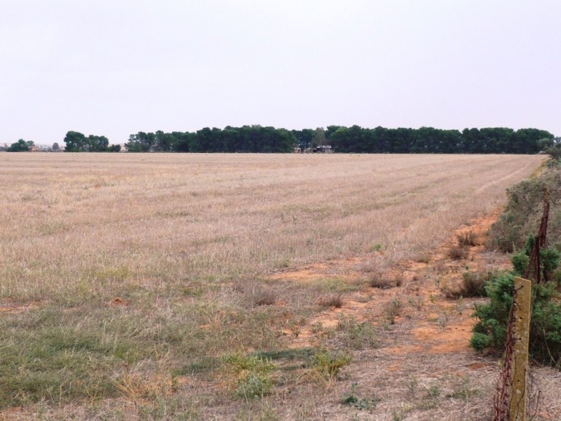 * 36.34ha Stringvale 90acs, Koolunga SA 5464
