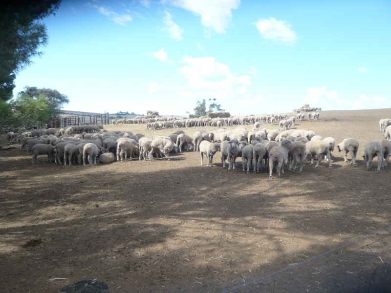 * Approx 658.9ha/1628acs “River Valley”, Salter Springs SA 5401