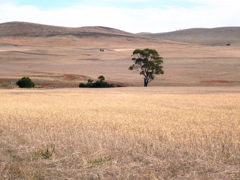 * 388.48ha Kercolo 960.12acs, Hallett SA 5419