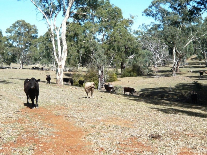 * 29.59ha Skilly 80.33acs, Clare SA 5453