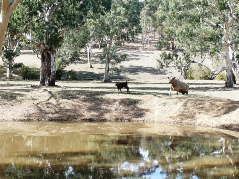 * 29.59ha Skilly 80.33acs, Clare SA 5453