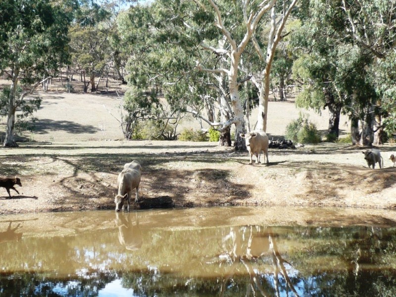 * 29.59ha Skilly 80.33acs, Clare SA 5453