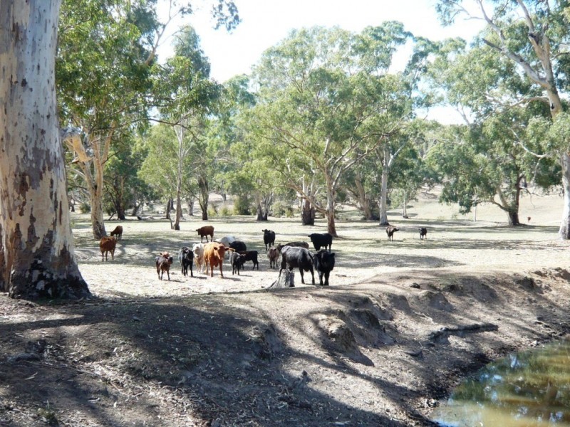 * 29.59ha Skilly 80.33acs, Clare SA 5453