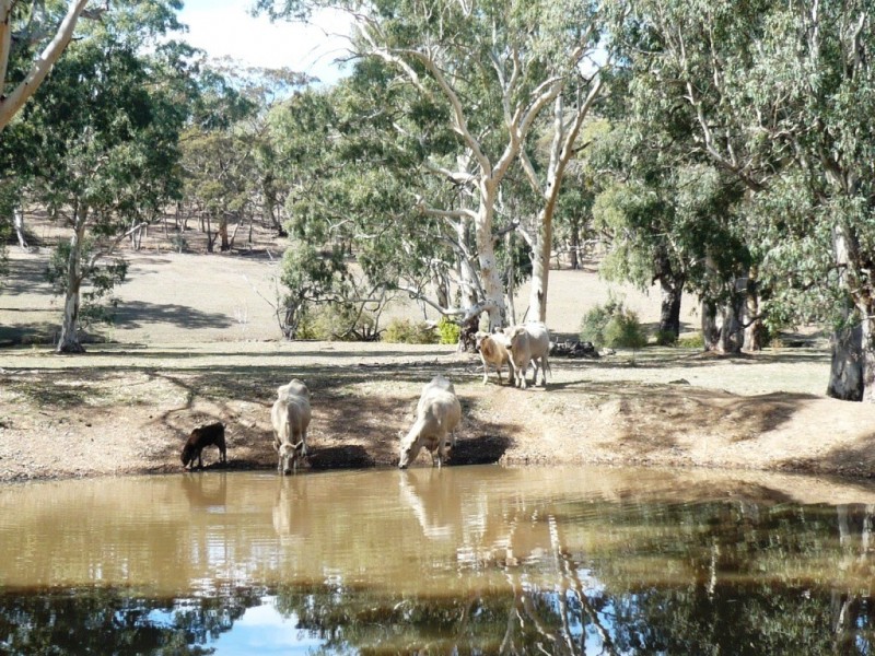* 29.59ha Skilly 80.33acs, Clare SA 5453