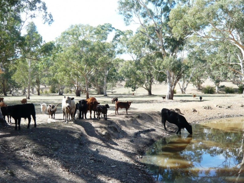 * 29.59ha Skilly 80.33acs, Clare SA 5453
