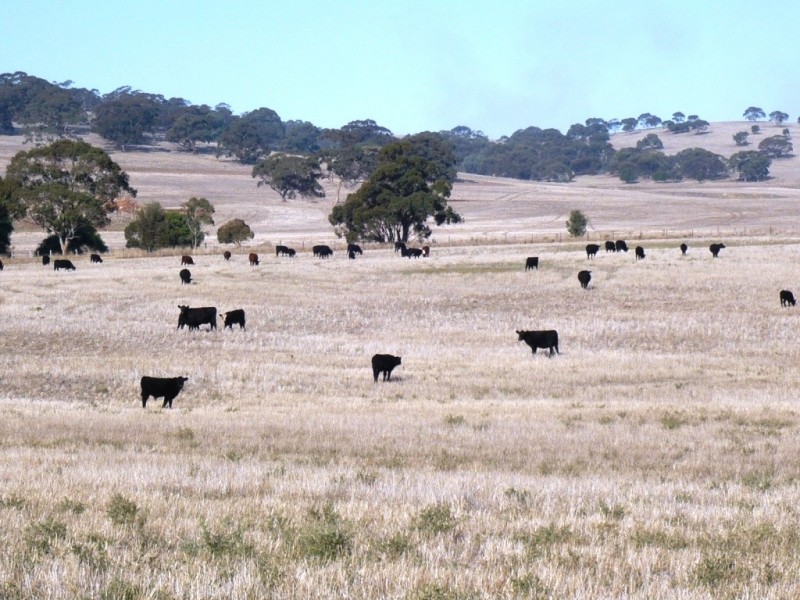 * 143.29ha DIXONS 325.5acs, Auburn SA 5451