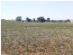 * 143.29ha DIXONS 325.5acs, Auburn SA 5451