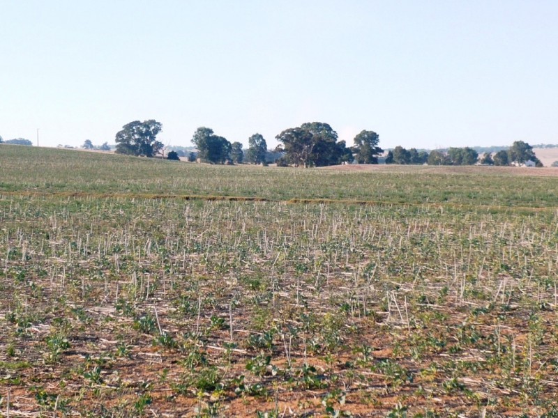 * 143.29ha DIXONS 325.5acs, Auburn SA 5451