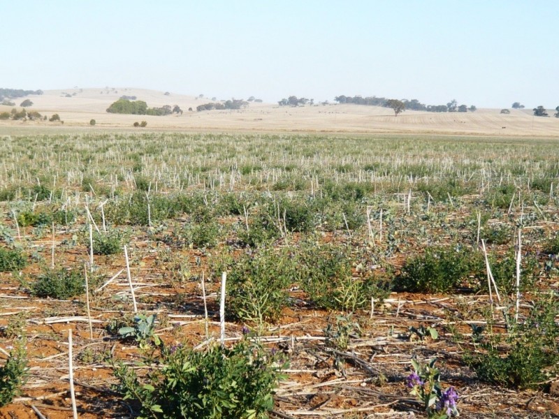 * 143.29ha DIXONS 325.5acs, Auburn SA 5451