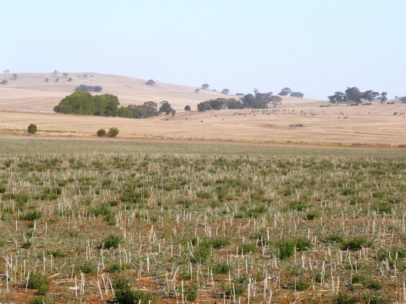 * 143.29ha DIXONS 325.5acs, Auburn SA 5451