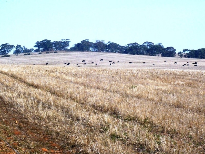 * 143.29ha DIXONS 325.5acs, Auburn SA 5451