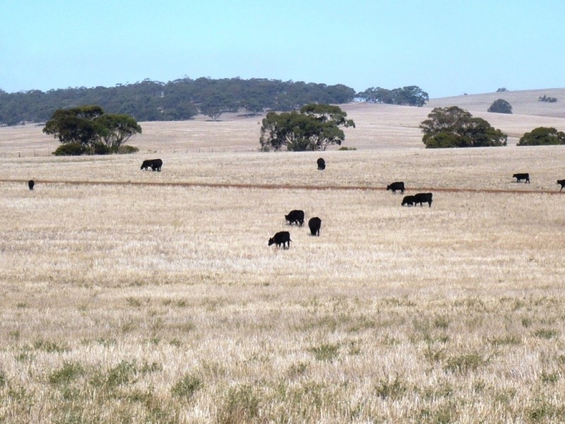 * 143.29ha DIXONS 325.5acs, Auburn SA 5451