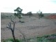 * CARRIETON TO CRADOCK ROAD, Carrieton SA 5432