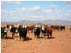 * Hawker to Leigh Creek Road, Hawker SA 5434