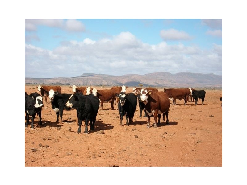 * Hawker to Leigh Creek Road, Hawker SA 5434