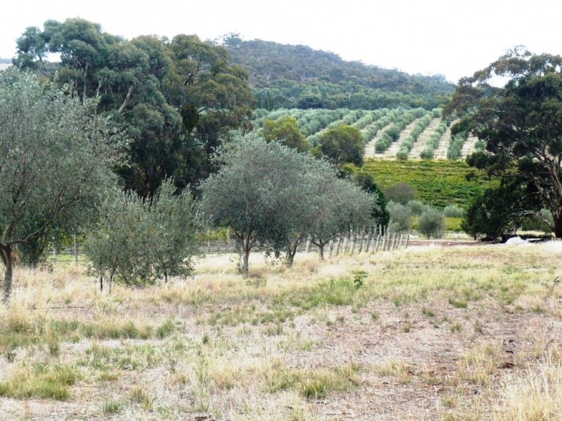 St George Terrace, Armagh SA 5453