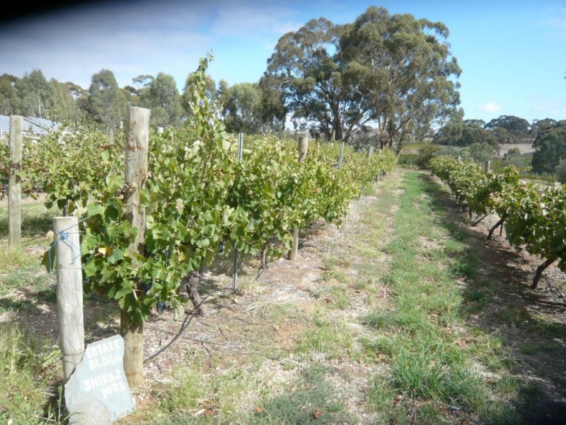 St George Terrace, Armagh SA 5453