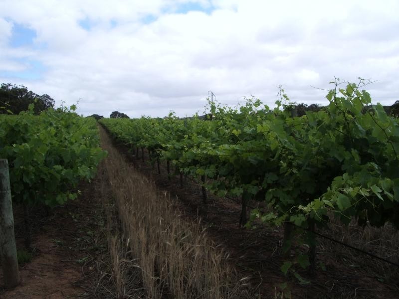 Lot 628 Square Mile Vineyard, Clare SA 5453