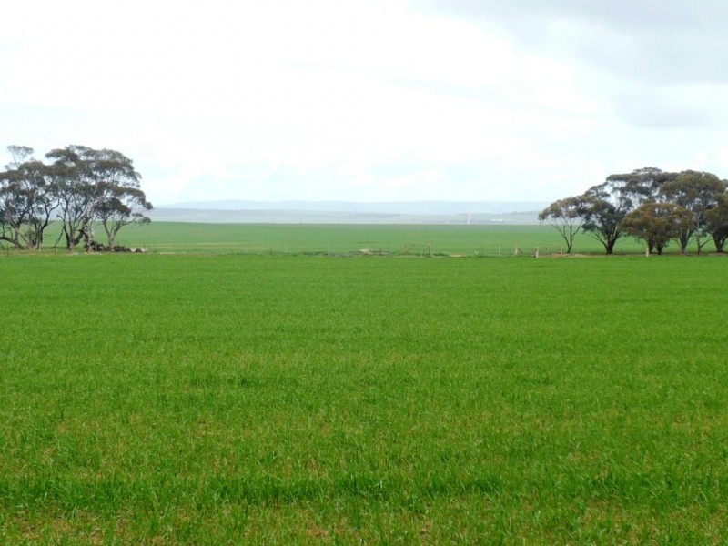 * 287.74ha “TIROROA” 711acs, Blyth SA 5462