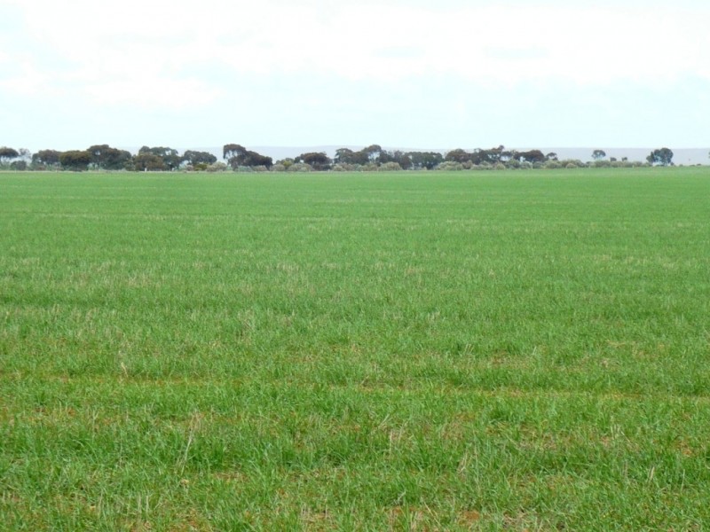 * 287.74ha “TIROROA” 711acs, Blyth SA 5462