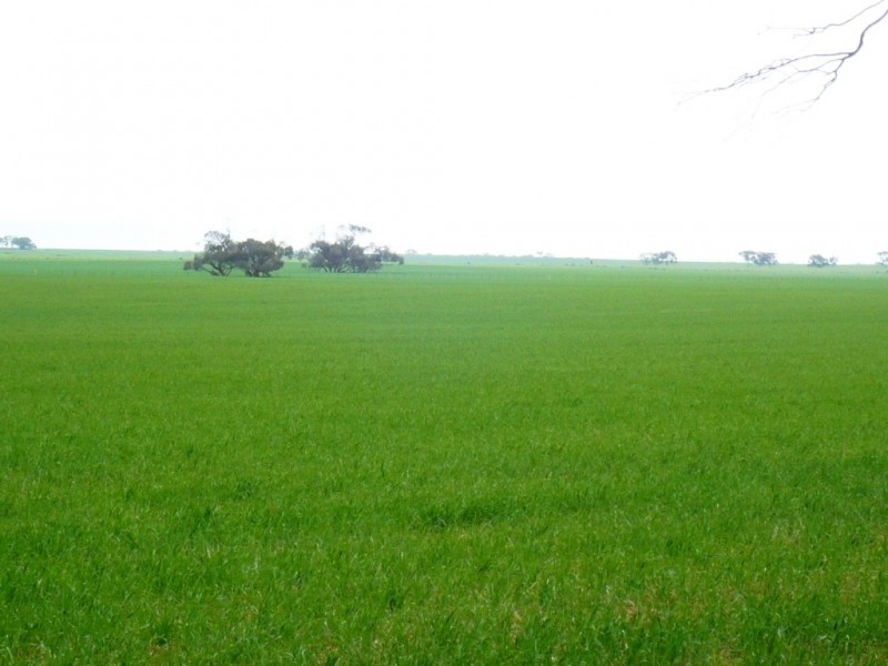 * 287.74ha “TIROROA” 711acs, Blyth SA 5462